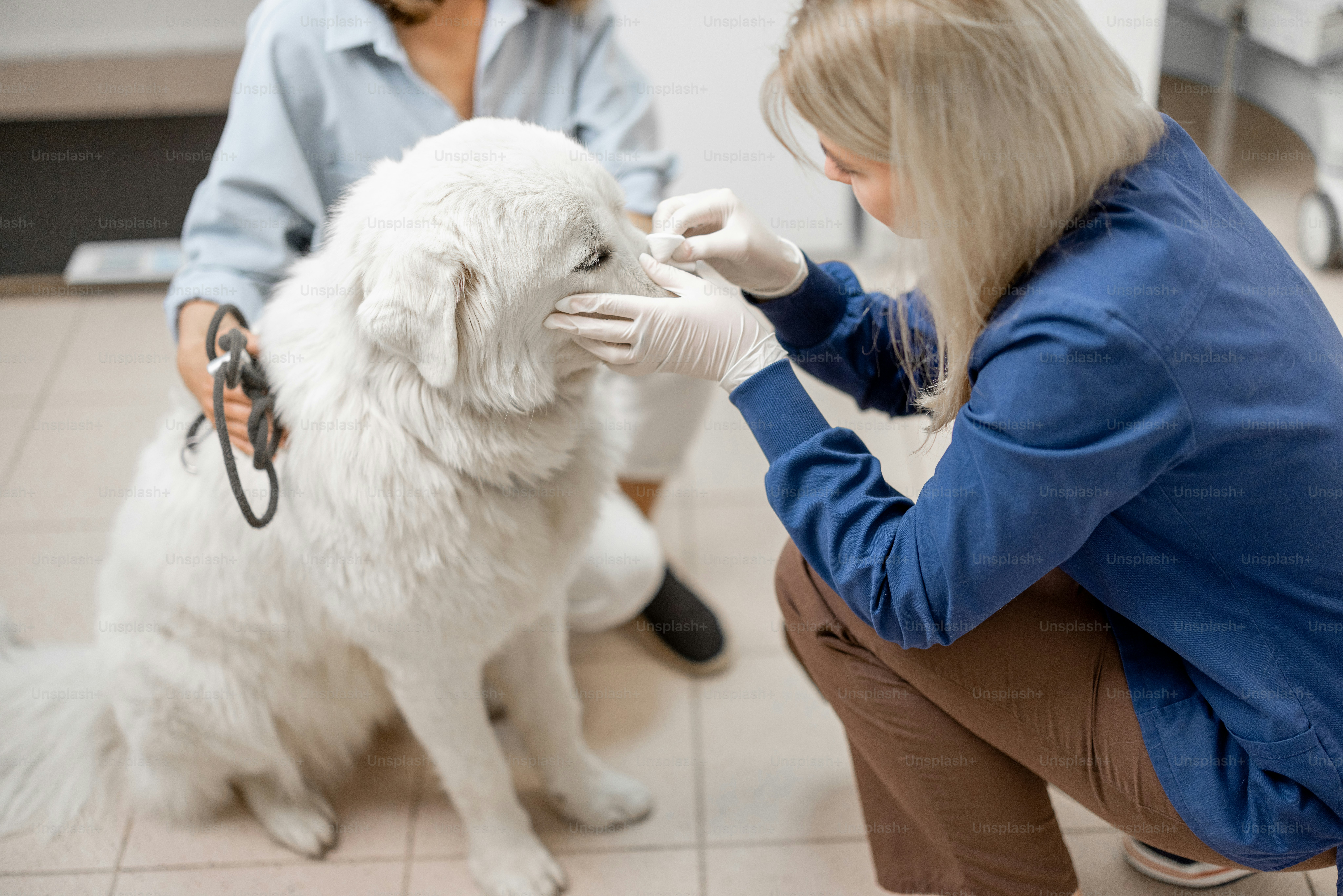 Female doctor removes the tick from the dog's snout in veterinarian clinic. Pet care.