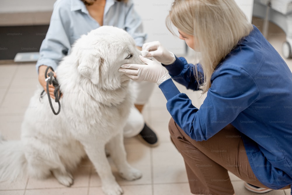 La doctora retira la garrapata del hocico del perro en la clínica veterinaria. Cuidado de mascotas.