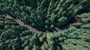 3D-Renderbild der Luftaufnahme des grünen Waldes