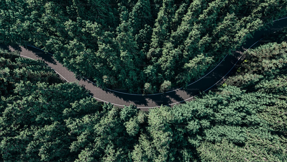 Image de rendu 3D de vue aérienne de la forêt verte
