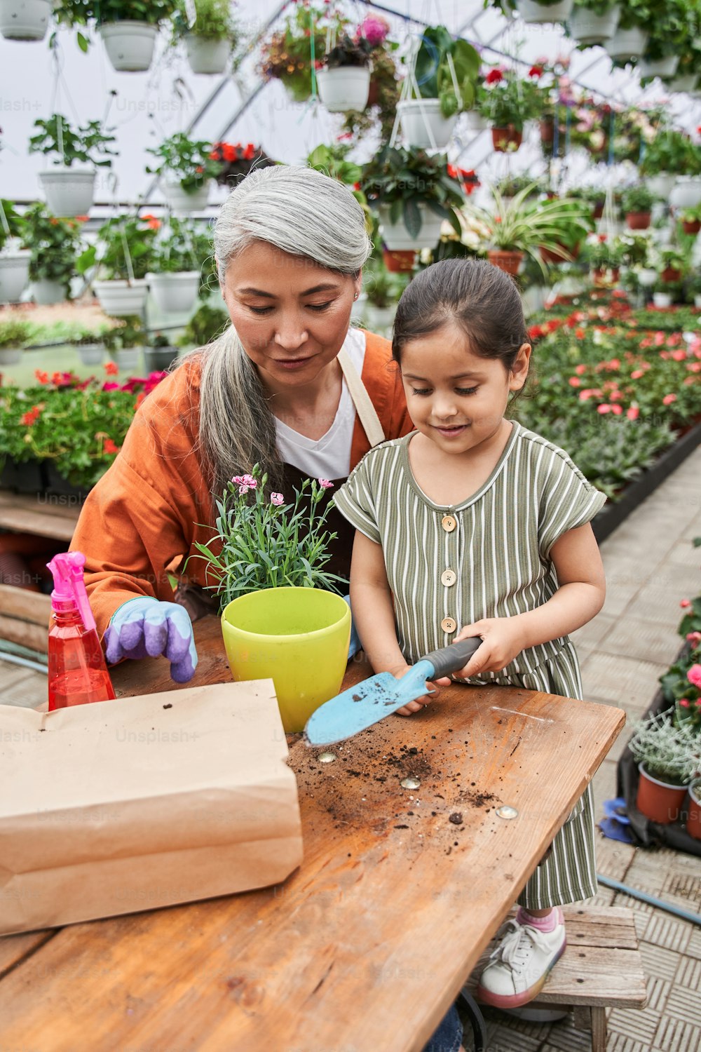 Vertical view of the little brunette girl replacing flowers with little spatula to the pot while gardening with her grandmother at the greenhouse. Stock photo