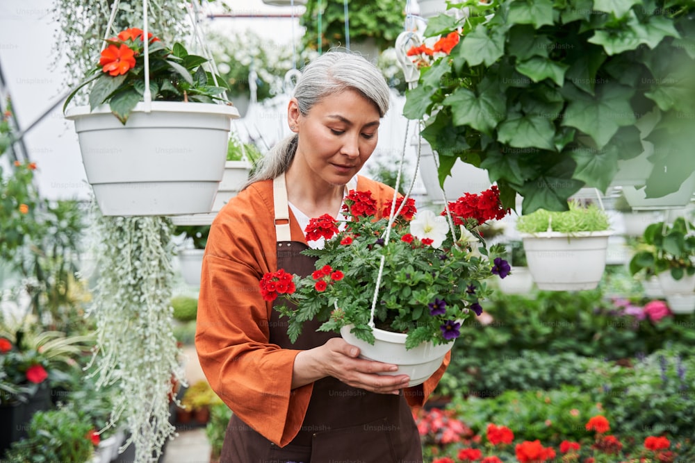 Professional old gardener is working at the greenhouse. She is standing and holding flower pot while examining it. The man in apron is smiling and looking at camera