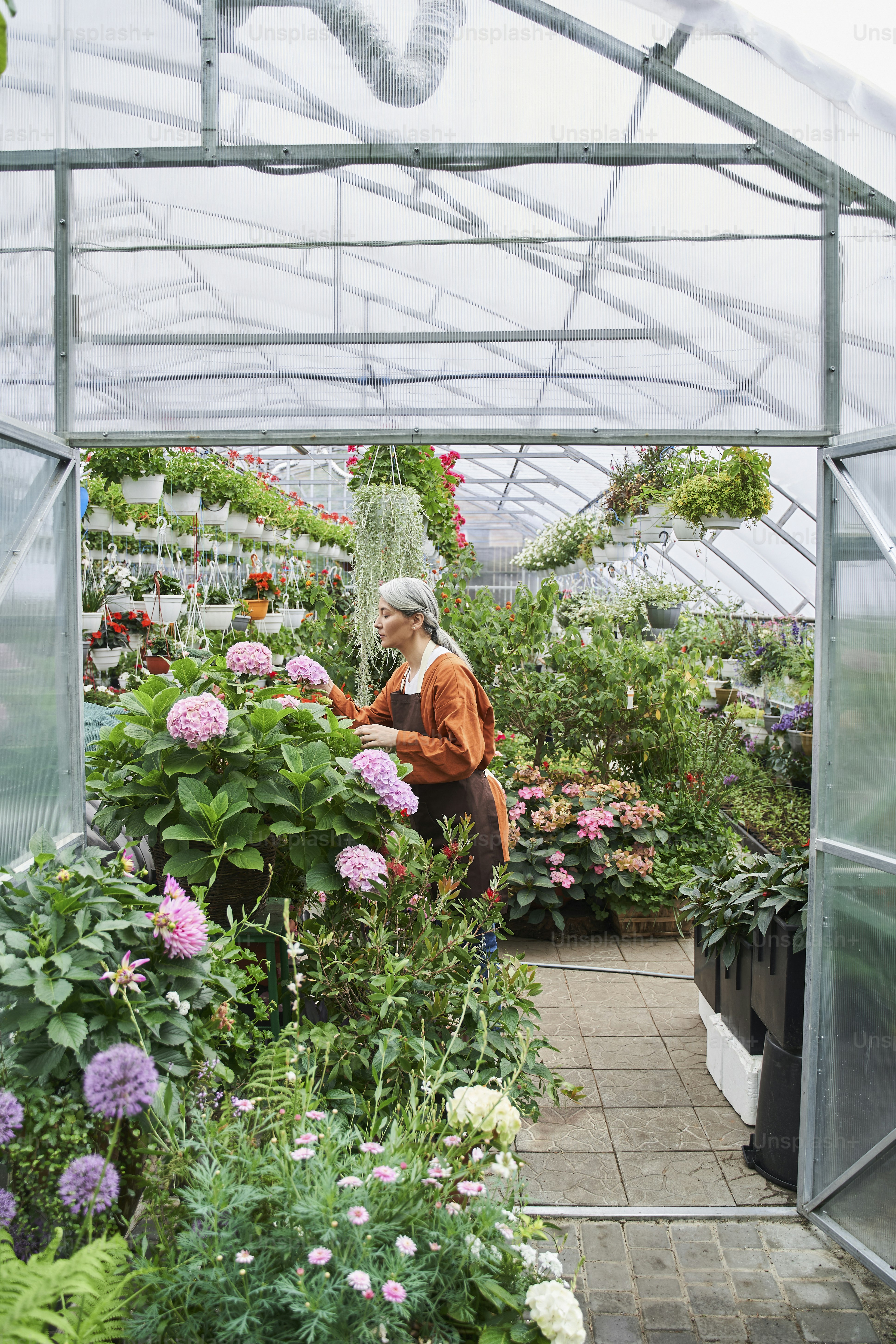 Ganzkörperansicht der älteren ruhigen Gärtnerin in Schürze, die eine kleine Schaufel und ein Gießspray hält, während sie sich um ihre Pflanzen im Gewächshaus kümmert. Stockfotografie