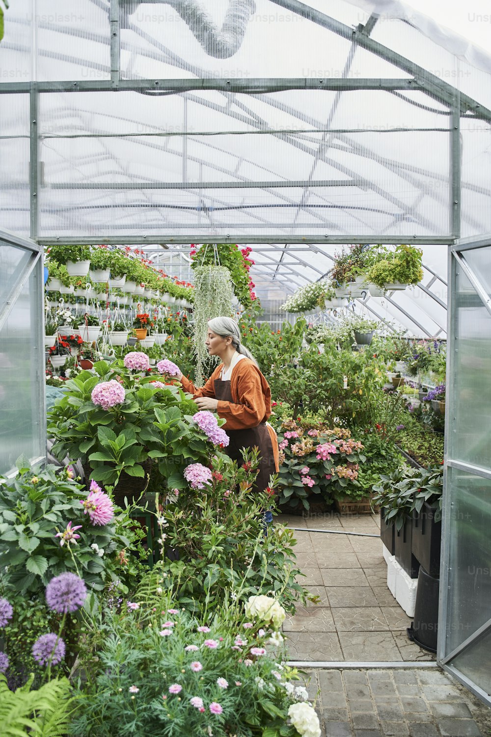Vista de comprimento total da jardineira calma sênior em avental segurando pequena colher e spray de rega enquanto cuida de suas plantas na estufa. Foto de Stock