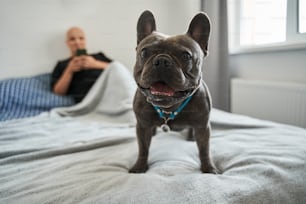 Young woman with her dog at home. Caucasian woman without hair laying at the bed and looking at her smartphone. Focus at the french bulldog at home with his owner during the weekend