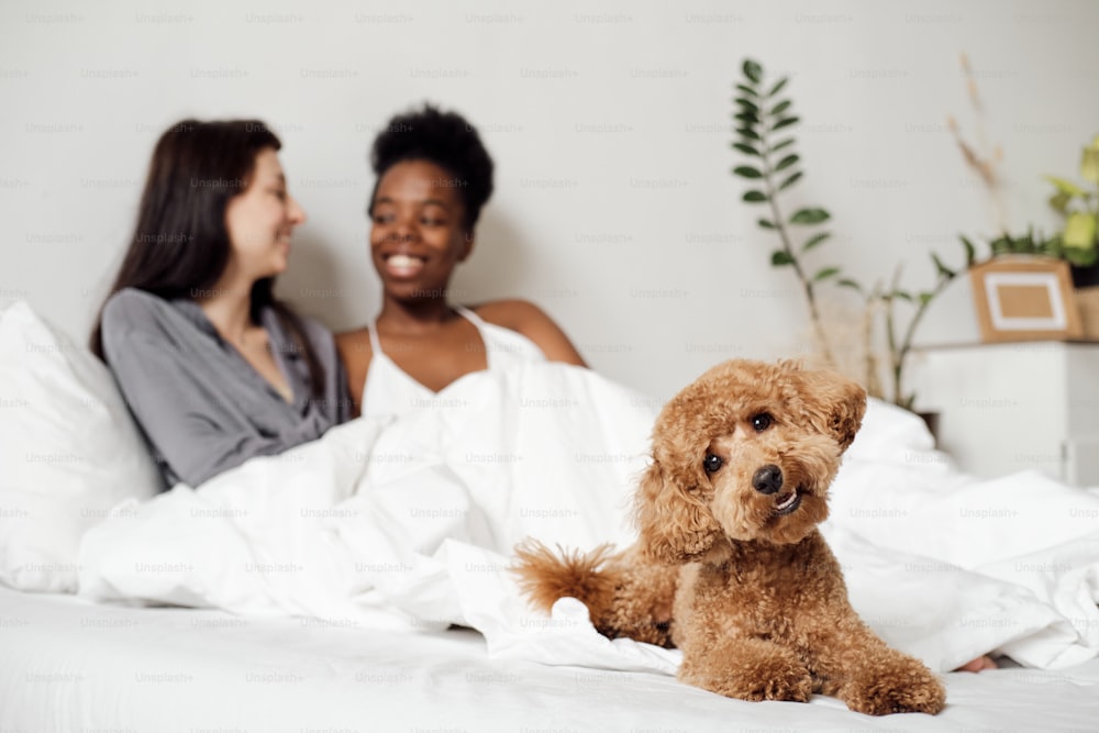 Fluffy pet looking at you against lesbian couple talking under blanket