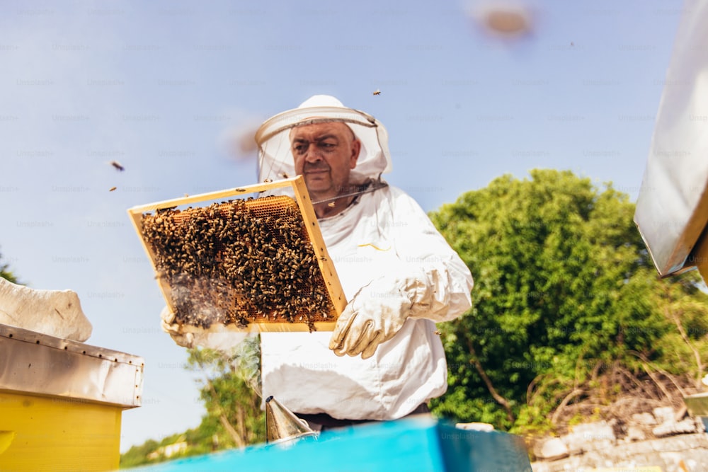 L’apiculteur travaille à la collecte du miel. Concept apicole.