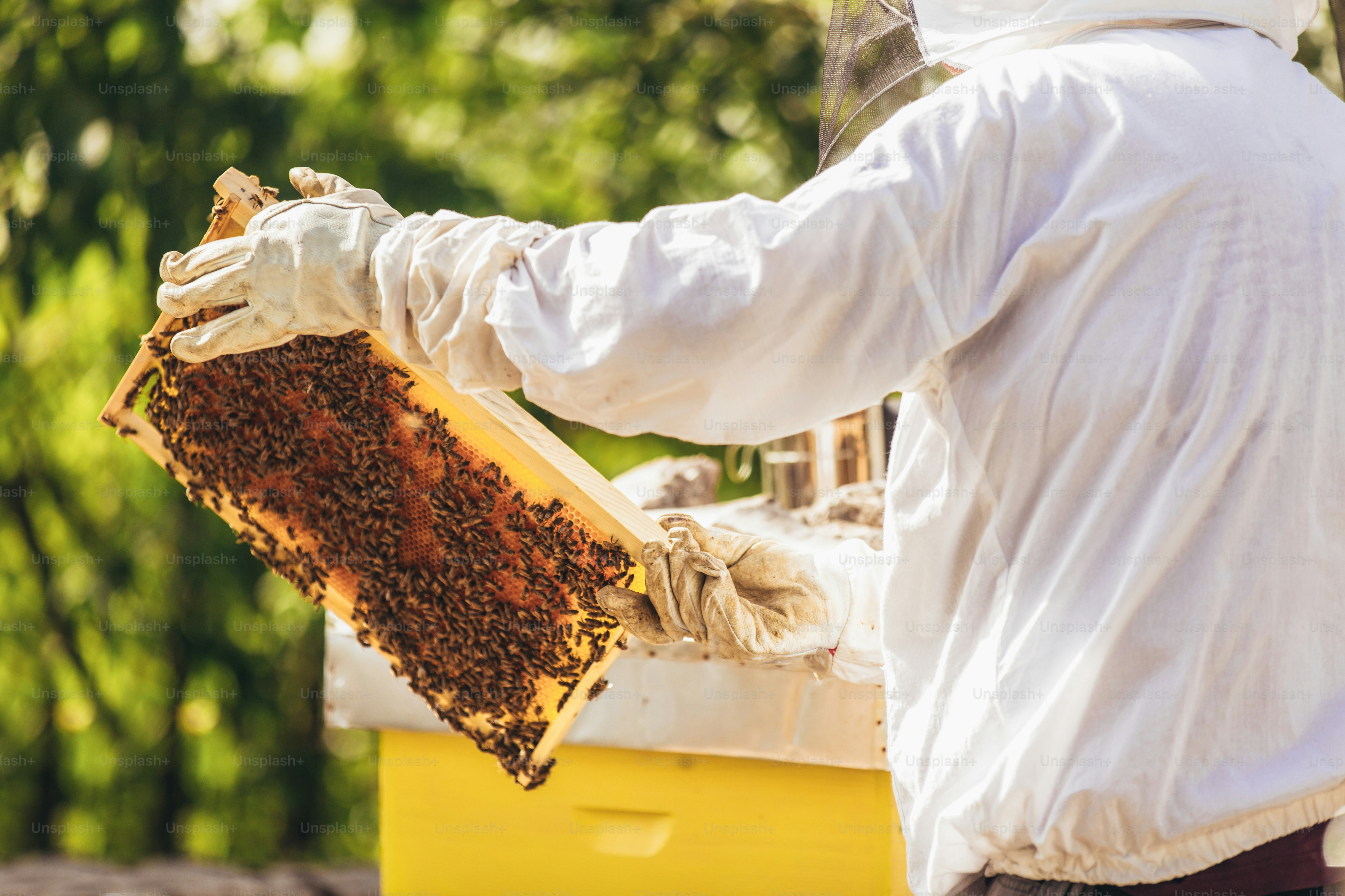 Beekeeper working collect honey. Beekeeping concept.