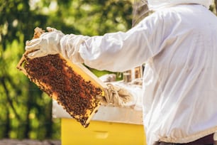 Imker arbeiten Honig sammeln. Imkerei-Konzept.