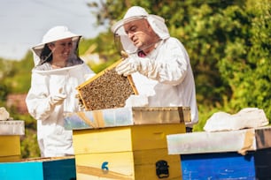 Apicoltori sull'apiario. Gli apicoltori stanno lavorando con api e alveari sull'apiario.