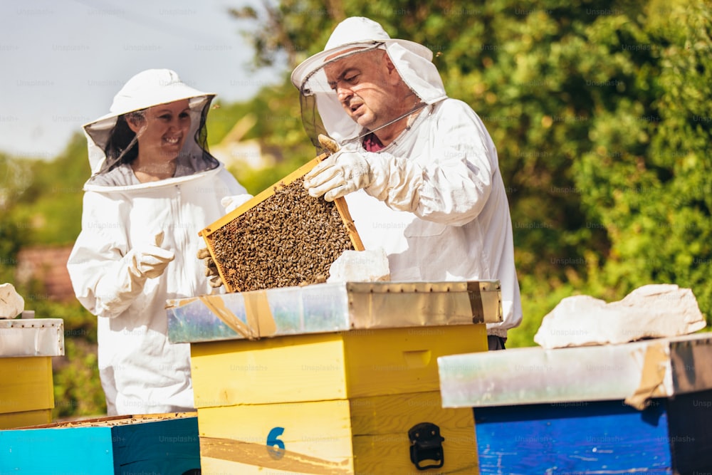 Apiculteurs sur rucher. Les apiculteurs travaillent avec les abeilles et les ruches sur le rucher.