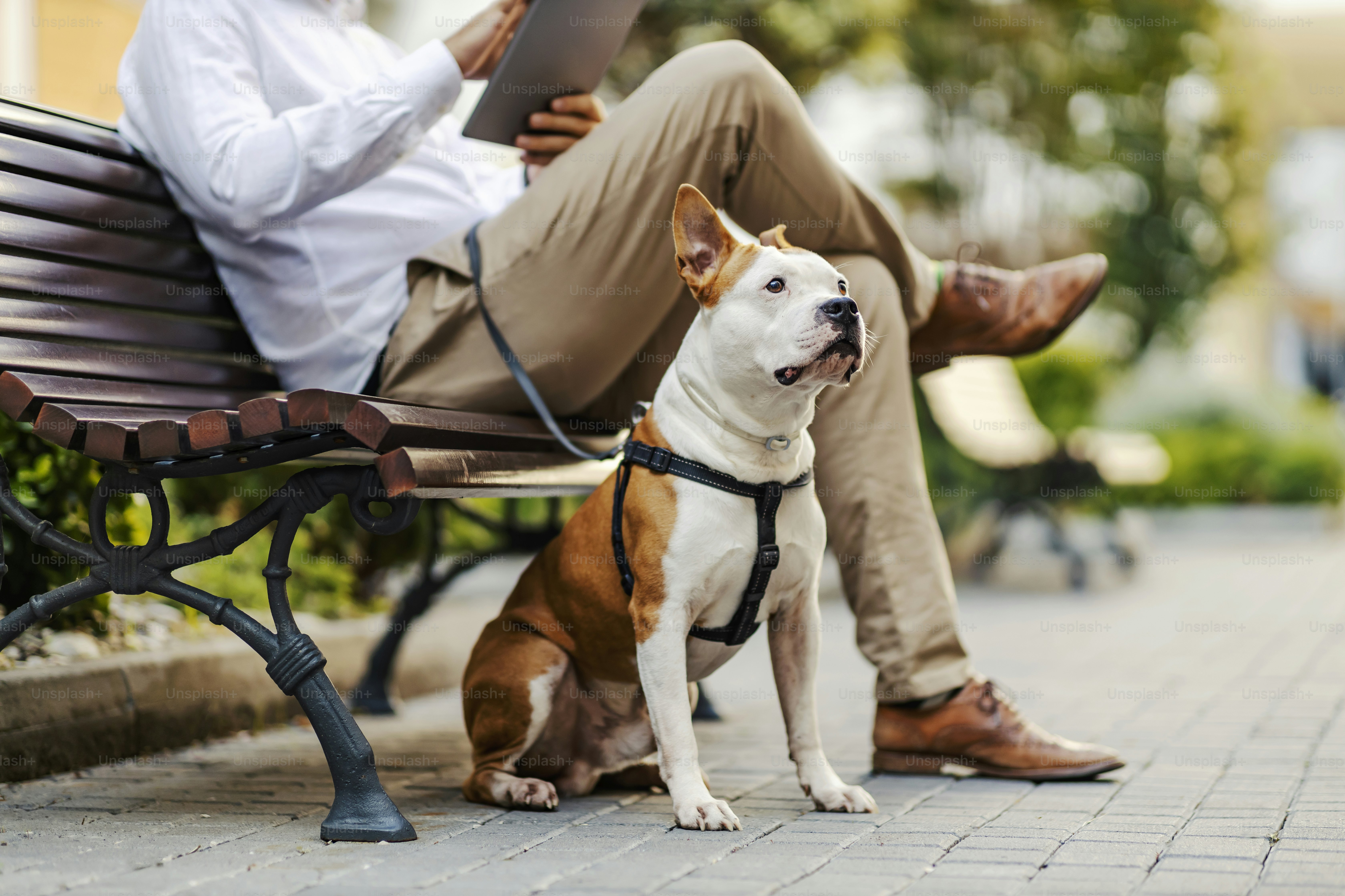 Un perro sentado junto a las patas de su dueño en un parque público. En el  fondo borroso hombre de negocios, el propietario, sentado en el banco y  usando su tableta para