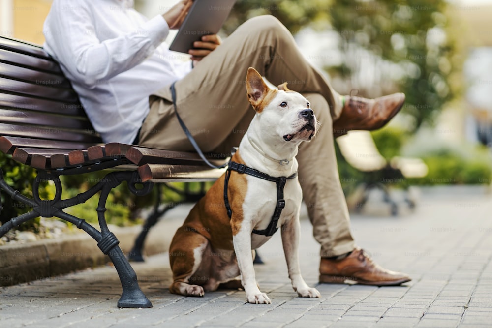 A dog sitting next to his owner's legs in a public park. In blurry background businessman, the owner, sitting on the bench and using his tablet for work.