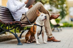 Ein Hund, der neben den Beinen seines Besitzers in einem öffentlichen Park sitzt. Im verschwommenen Hintergrund sitzt der Besitzer, der Besitzer, auf der Bank und benutzt sein Tablet für die Arbeit.