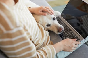 Close up de cachorro deitado tinha no laptop e abraçado com jovem mulher trabalhando de casa, copiar espaço