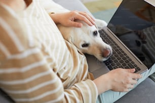 Primer plano del perro acostado en la computadora portátil y acurrucado con una mujer joven que trabaja desde casa, copia espacio