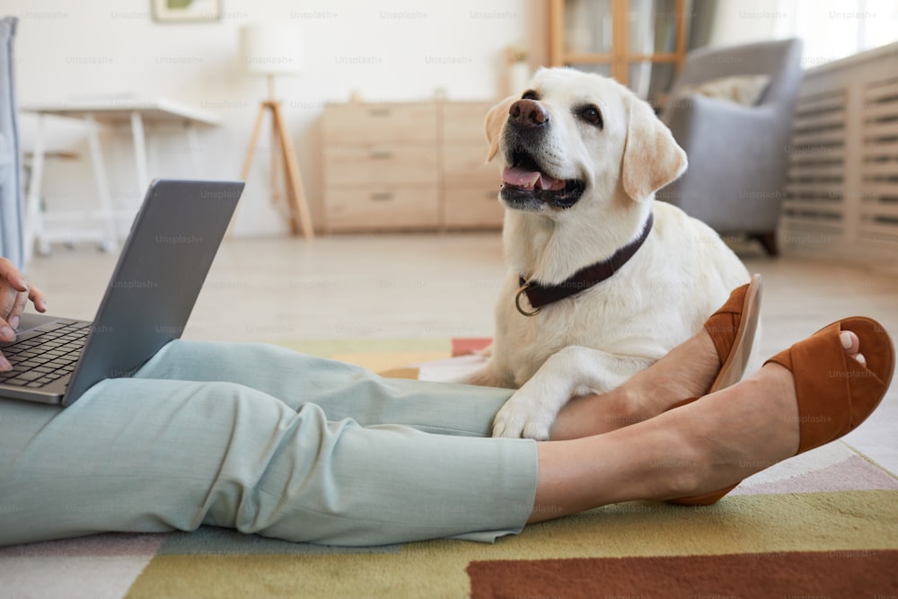 Porträt eines Hundes, der auf dem Boden liegt und auf eine Frau wartet, die einen Laptop benutzt, Kopierraum