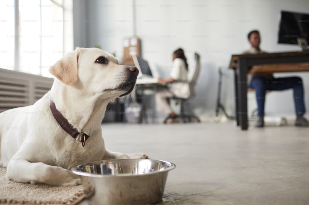 Side view portrait of big white dog laying on floor in office with bowl, pet friendly workspace, copy space