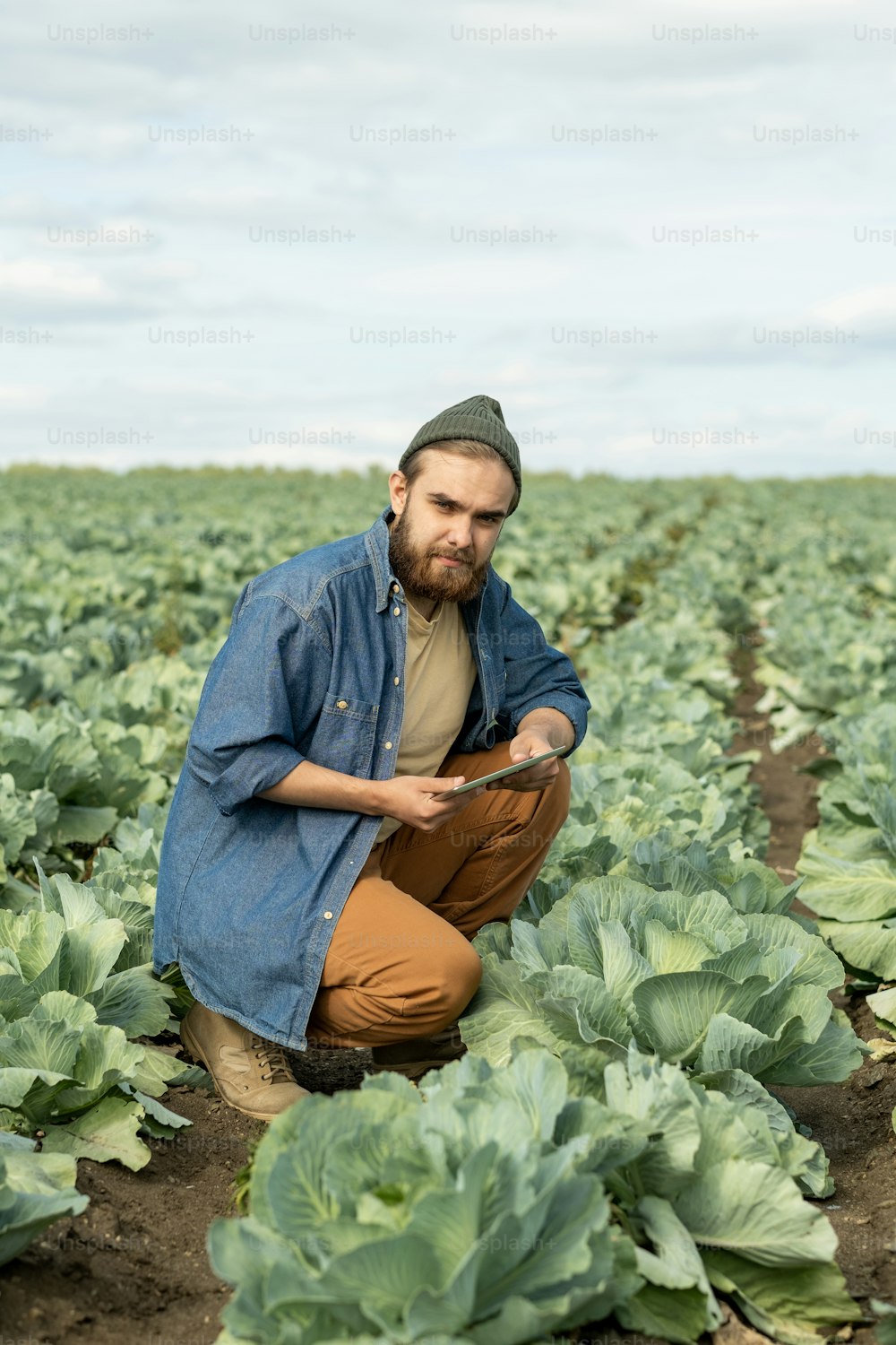Portrait of content handsome young bearded agriculture worker in hat crouching at cabbage and using tablet