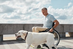 Side view portrait of adult man in wheelchair enjoying outdoors with white dog, copy space