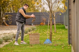 Leaves, basket. Smiling young adult man standing sideways to camera sprinkling leaves in wicker basket on green lawn in garden on autumn day