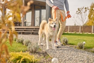 Shiba inu. Shiba inu dog on leash and mans legs walking on gravel path near country house on sunny autumn day, no face