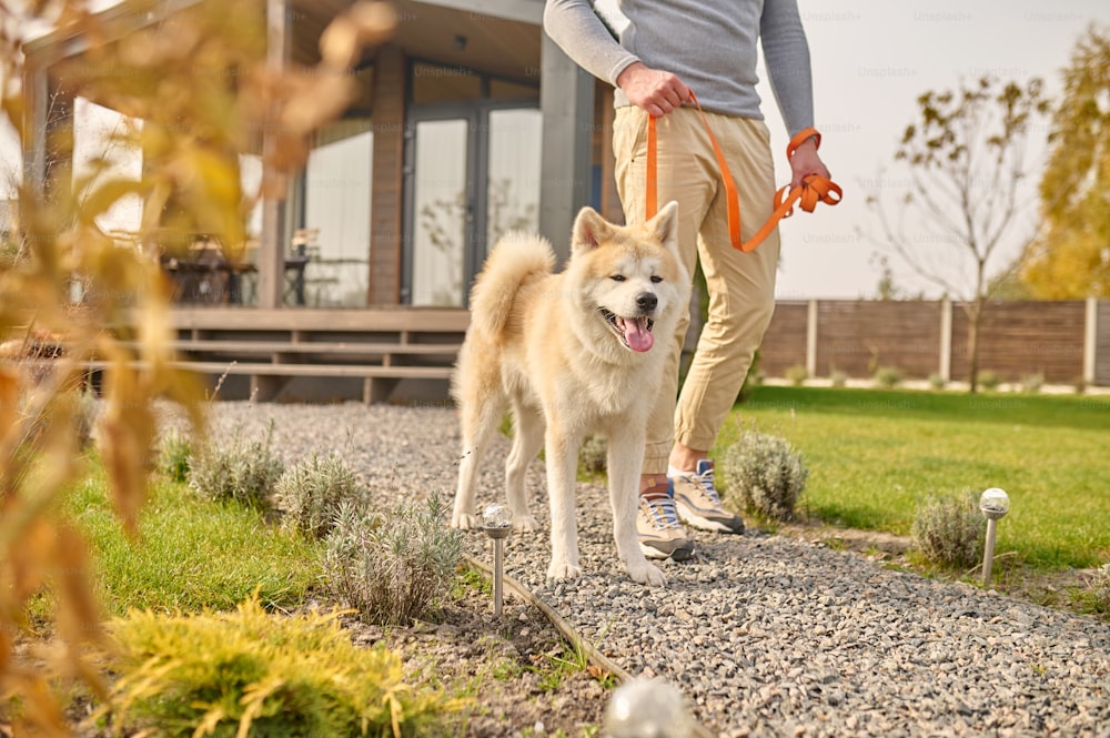 Shiba inu. Shiba inu cão na coleira e pernas de homem andando em caminho de cascalho perto da casa de campo em dia ensolarado de outono, sem rosto