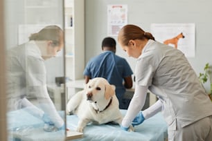 Young contemporary female clinician vaccinating labrador dog in veterinarian clinics while bending over medical table