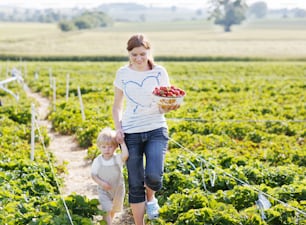 Young mother and little son on organic strawberry farm in summer, picking berries