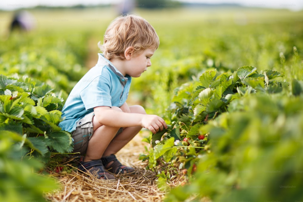 Heureux petit garçon en bas âge sur la cueillette d’une ferme de baies cueillant des fraises dans un seau.