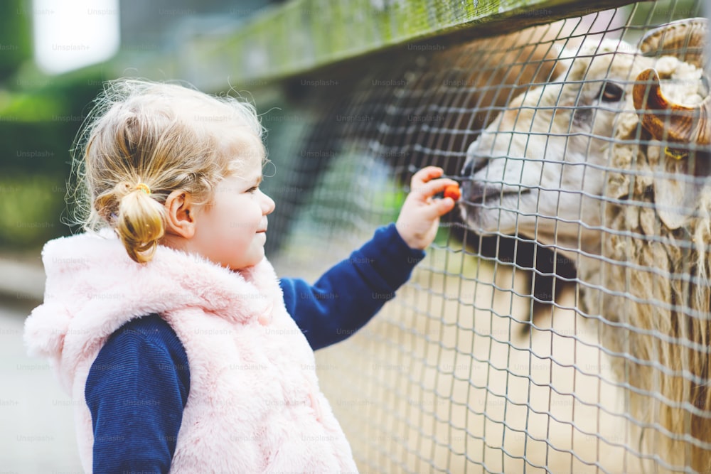 Adorable cute toddler girl feeding little goats and sheeps on a kids farm. Beautiful baby child petting animals in the zoo. Excited and happy girl on family weekend