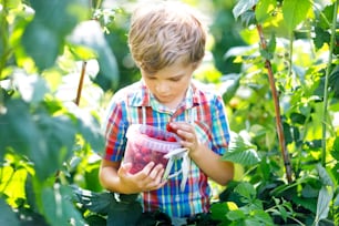 Cute little kid picking fresh berries on raspberry field. Child pick healthy food on organic farm. Little toddler boy play outdoors in fruit orchard. Preschooler gardening. Family having summer fun