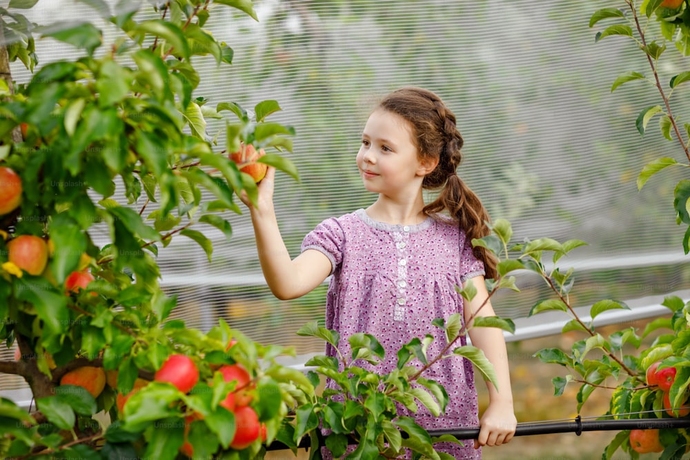 Portrait of little schoool girl in colorful clothes and rubber gum boots with red apples in organic orchard. Adorable happy healthy baby child picking fresh ripe fruits from trees and having fun