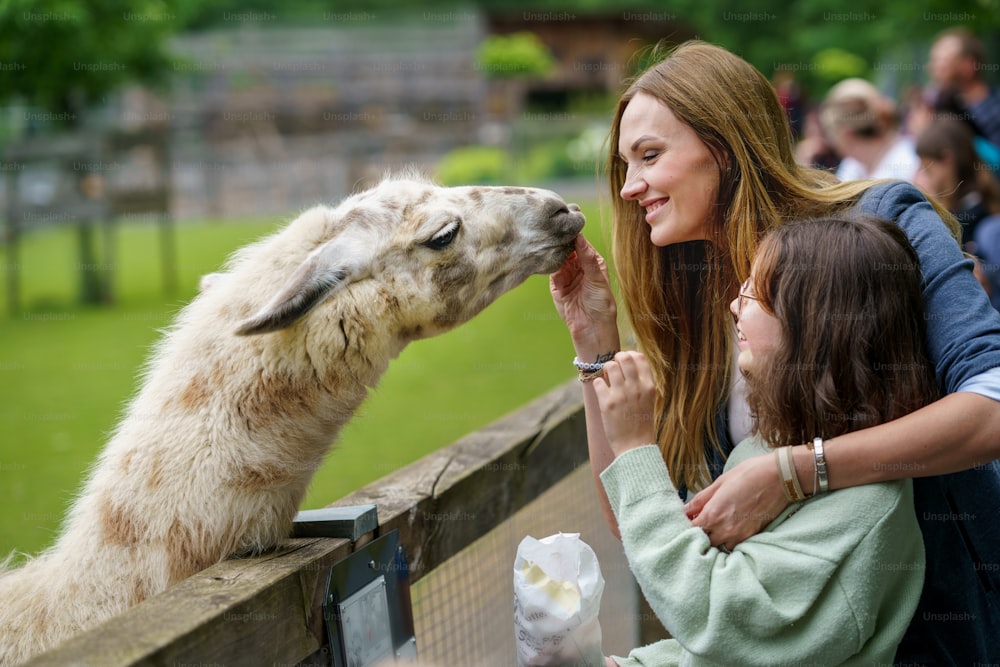 School european girl and woman feeding fluffy furry alpacas lama. Happy excited child and mother feeds guanaco in a wildlife park. Family leisure and activity for vacations or weekend.