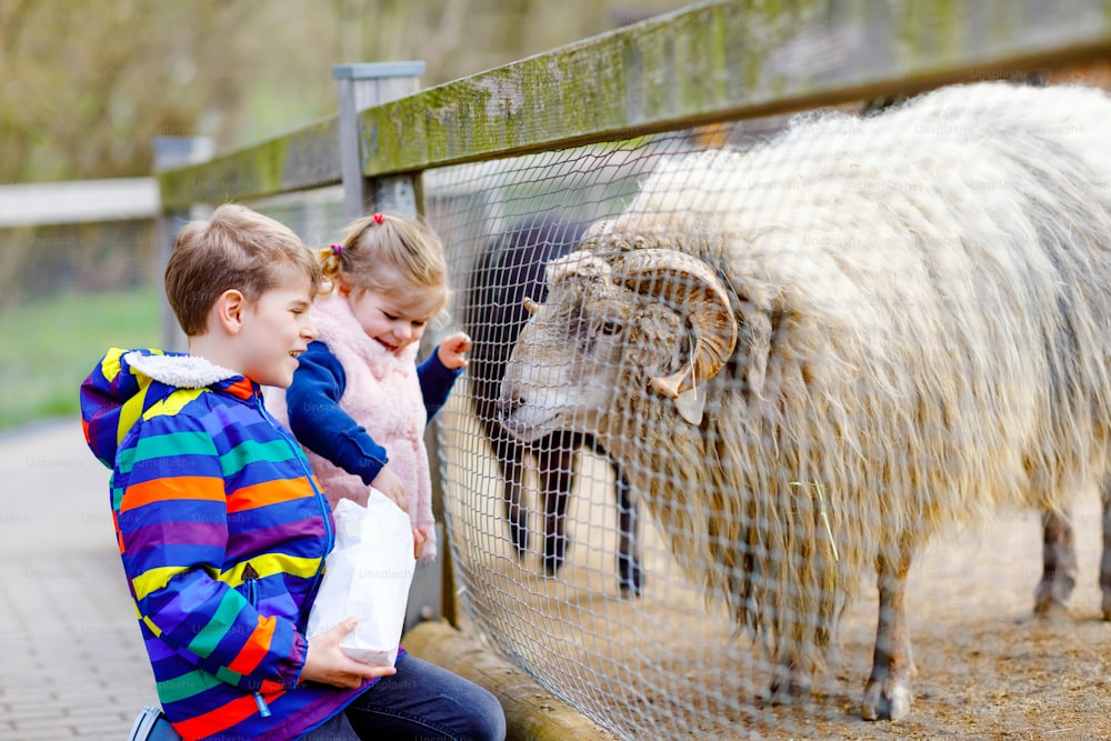 Two children cute toddler girl and school kid boy feeding little goats and sheeps on a kids farm. Happy healthy siblings brother and sister petting animals in the zoo. Exciting family weekend