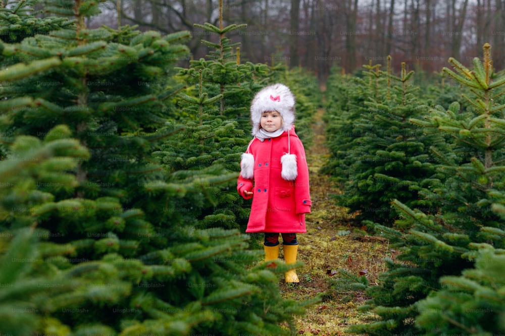 Adorable little toddler girl with Christmas tree on fir tree cutting plantation . Happy child in winter fashion clothes choosing, cut and felling own xmas tree in forest, family tradition in Germany.