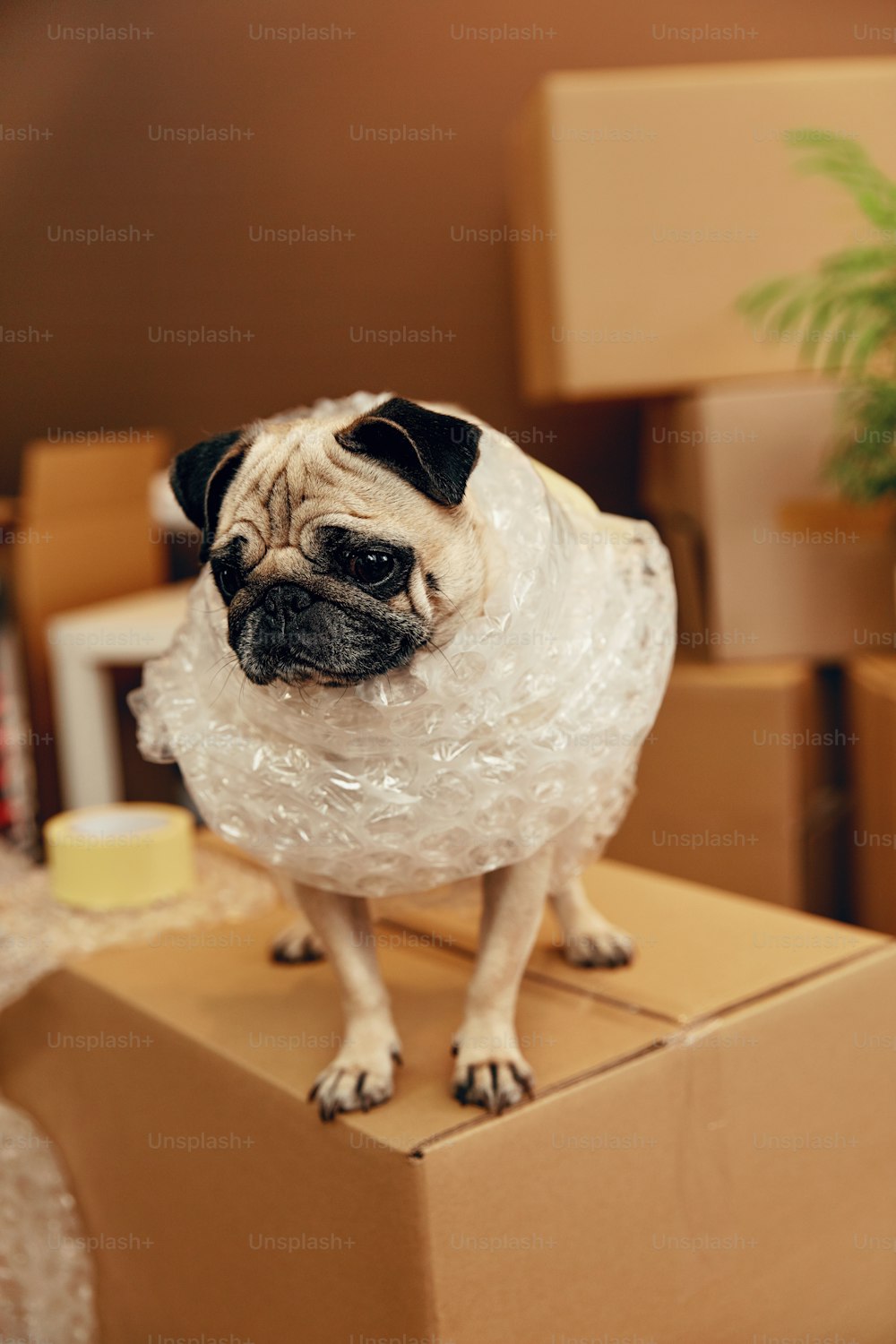 Moving House. Funny Dog On Carton Box In Room. High Resolution.