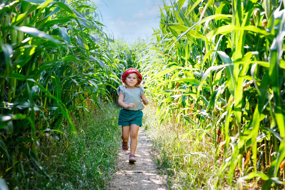 Happy little toddler girl playing on corn labyrinth field on organic farm, outdoors. Funny child hild having fun with running, farming and gardening of vegetable. Active family leisure in summer