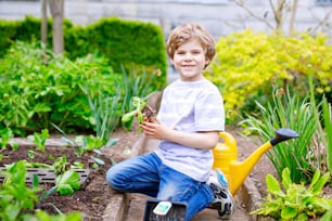 Nettes kleines Vorschulkind, das im Frühling grünen Salat pflanzt. Glückliches Kind, das Spaß an der Gartenarbeit hat. Kind hilft im heimischen Gemüsegarten mit Tomaten, Gurken