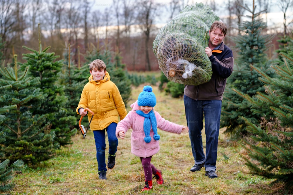 Happy family, man and two children with Christmas tree on fir tree cutting plantation. Preschool girl, kid boy and father choosing, cut and felling own xmas tree in forest, tradition in Germany.