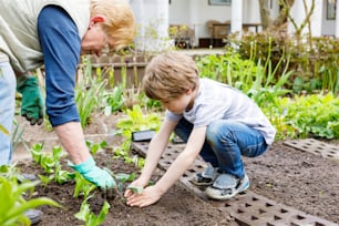 Cute little preschool kid boy and grandmother planting green salad in spring. Happy blond child and elderly woman, grandmum having fun together with gardening. Kid helping in domestic vegetable garden