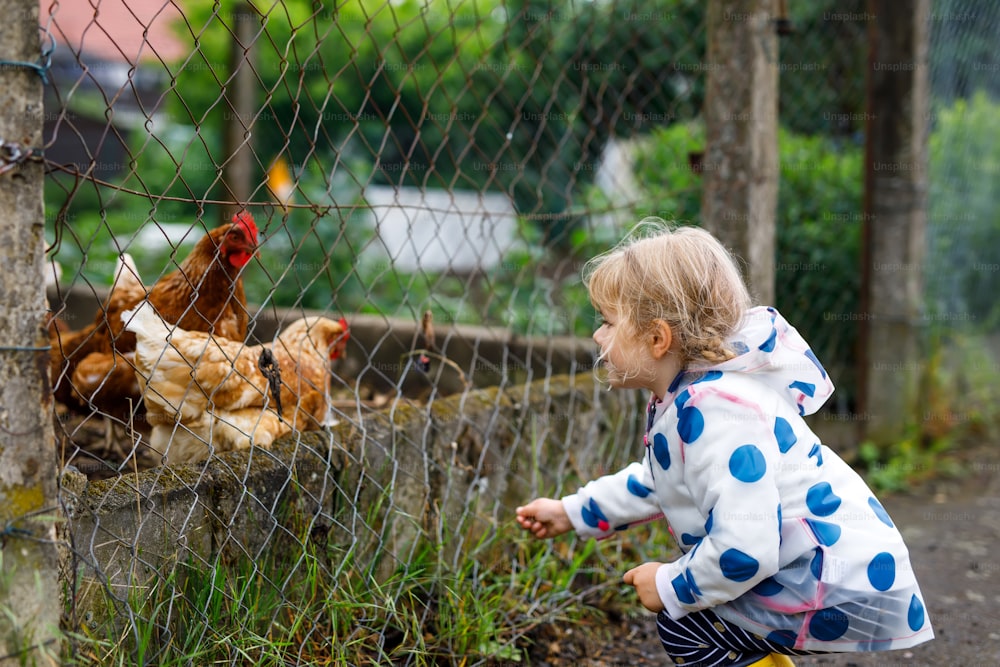 Outdoor portrait of happy smiling little toddler girl wearing rain jacket on rainy cloudy day feeding hen. Cute healthy child in colorful clothes outdoor activity.