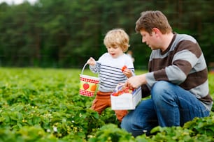 미취학 아동과 아버지가 여름에 유기농 바이오 베리 농장에서 딸기를 따고 먹는 행복한 가족. 따뜻하고 화창한 날에 잘 익은 건강한 딸기를 들고 있는 아이와 남자.