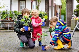 Two school kids boys and little toddler girl with tomato and cucumber seedings. Three children gardening in spring on cold day. Brothers and cute baby sister having fun together in garden.