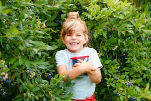 Little preschool girl picking fresh berries on blueberry field. Toddler child pick blue berry on organic orchard farm. Toddler farming. Preschooler gardening. Summer family fun. Healthy bio food