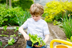 Cute little preschool kid boy planting green salad in spring. Happy child having fun with gardening. Kid helping in domestic vegetable garden with tomatoes, cucumber