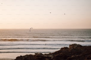 a bird flying over a body of water