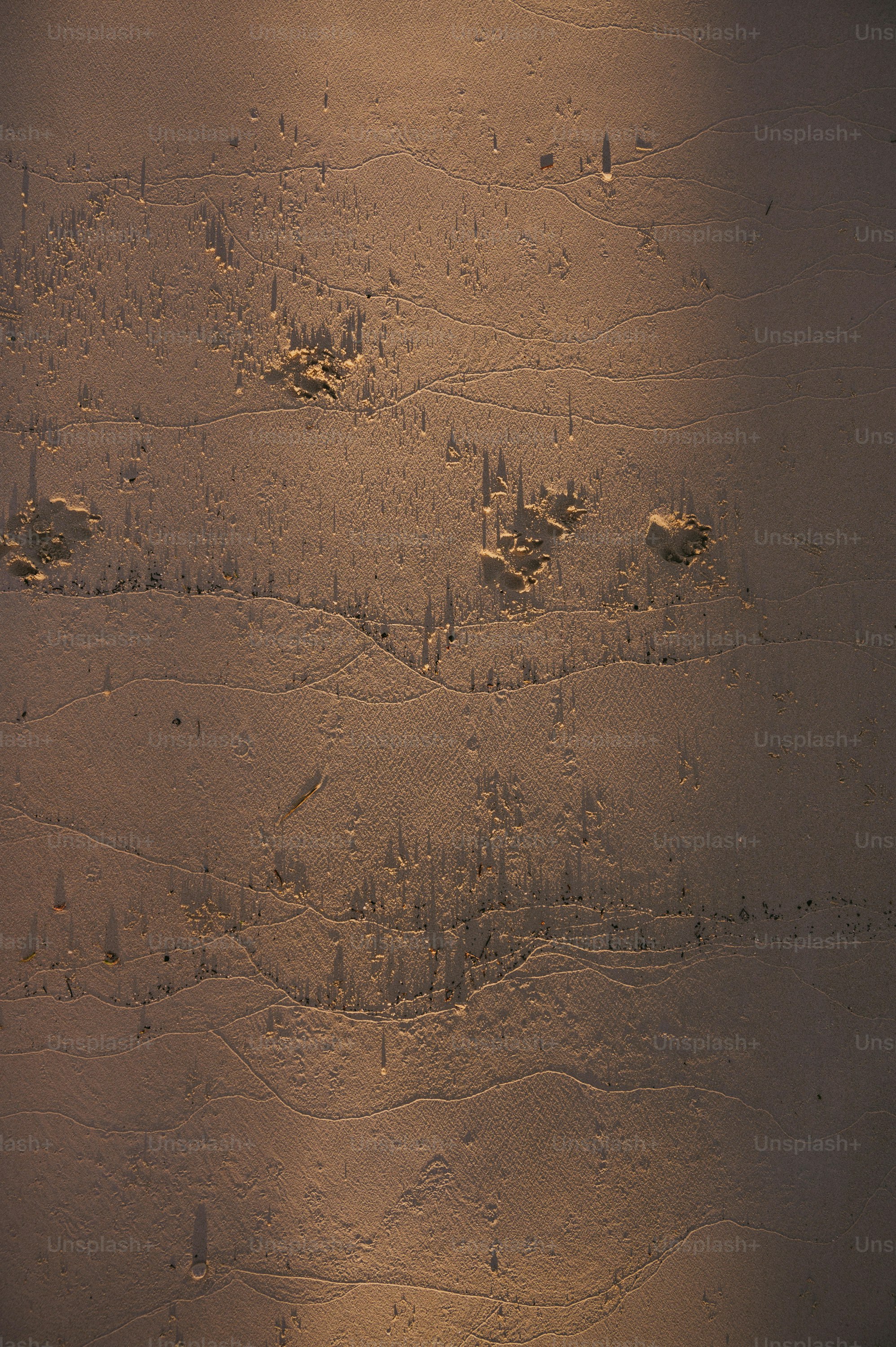 uma foto de alguns rastros de animais na neve