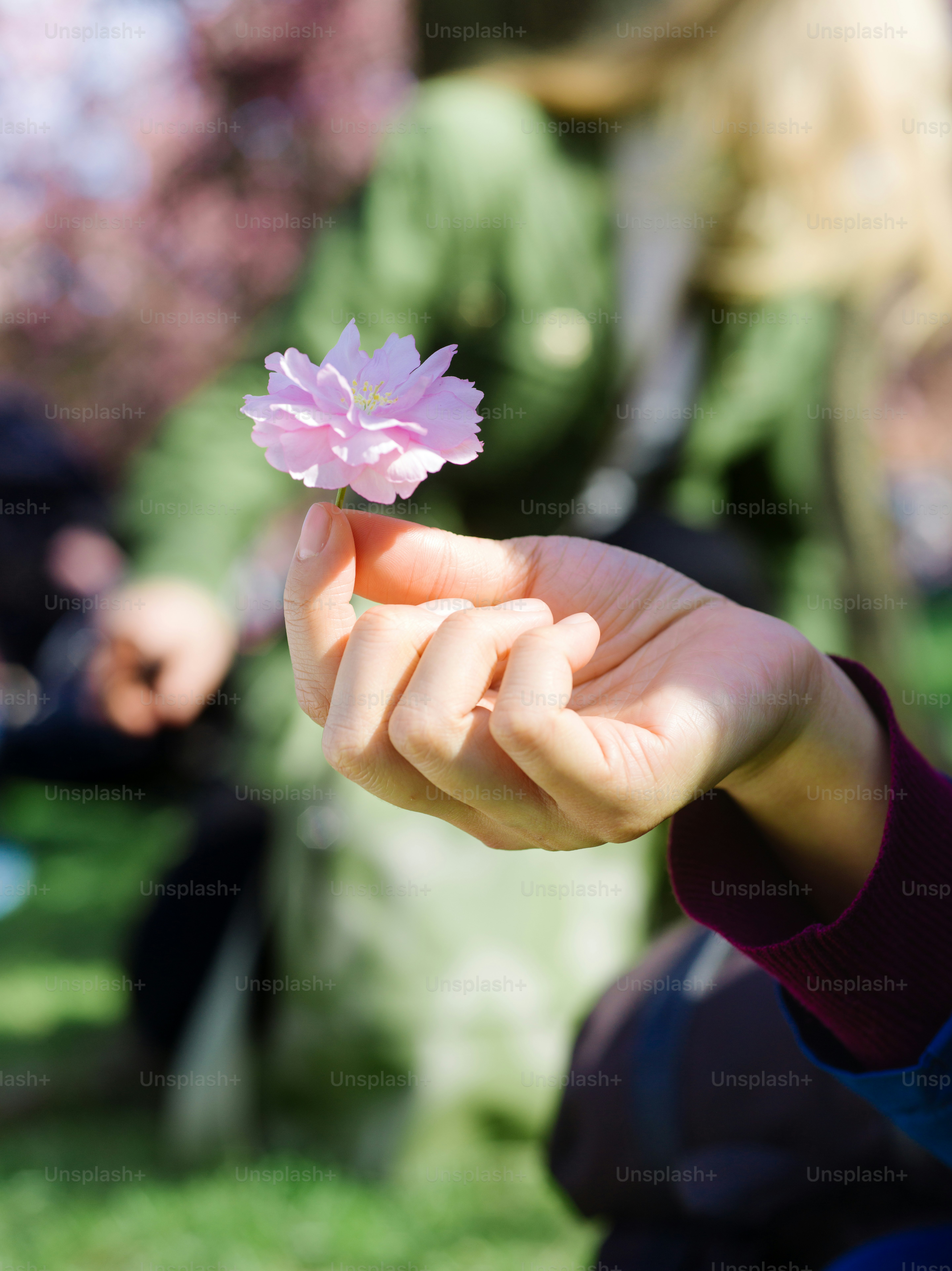 a person holding a small pink flower in their hand