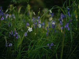 a bunch of flowers that are in the grass